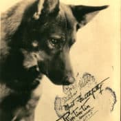 German shepherd dog stares downward. Photo Credit: Hennepin County Public Library